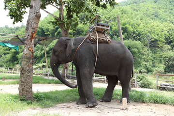 thai elephant