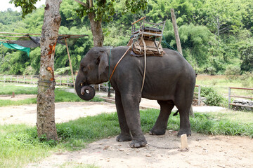 thai elephant