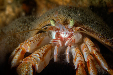 close up hermit crab underwater