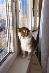 Fat cat sitting on sill on window with safety net