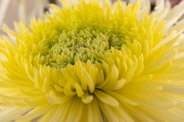Yellow chrysanthemum head flower in close up.  Creative autumn concept. Floral pattern, object.