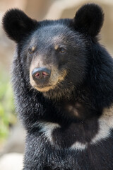 black bear in half length