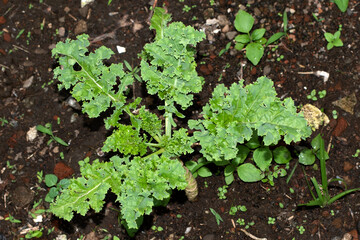 Green curly kale plant in vegetable garden, Leaf is beneficial for health lovers. High antioxidant