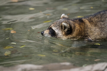 one racoon in the water