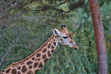 Giraffe
