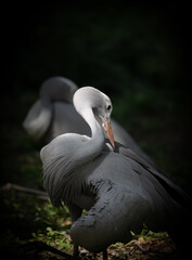 Blue crane on dark background