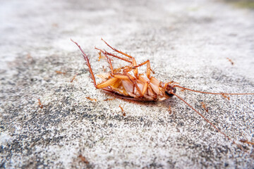 The cockroach on the concrete floor died from insect venom and was eaten by ants