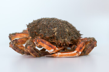 Delicious galician spider crab (Maja squinado)