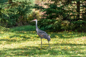 Fototapeta premium A Sandhill Crane Walking Near An Urban Woods