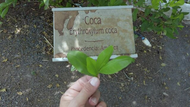 coca Erythroxylum leaf in colombia - the leaf from which the drug cocaine is produced and exported all over the world