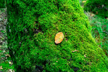 Autumn leaf on moss. Forest in autumn
