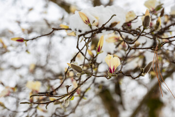unexpected cold snap. Snow on flowering trees, white magnolia flowers in the snow close up
