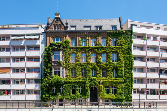 Facade of a building covered with ivy. Plants growing on the facade. Ecology and green living in city, urban environment, sustainable living concept. Vertical gardening.