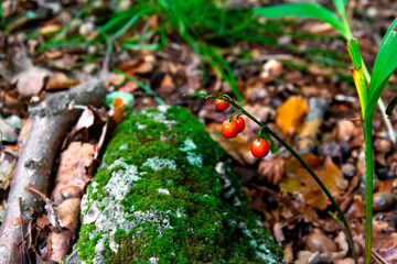 Tree moss, undergrowth and forest fruits