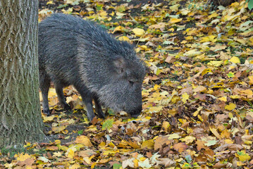Wildschwein