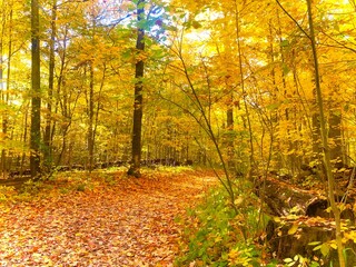Autumn in the forest