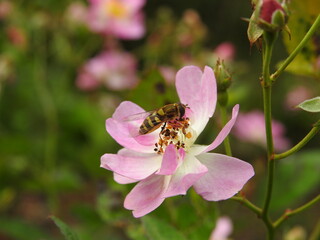 bee on a pink wild rose