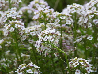 small flowers in the field