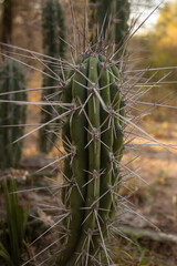 cactus in the desert