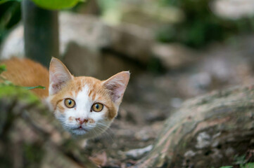 隠れて様子をうかがう、森に暮らす子猫
