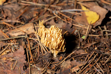 Goatsbeard Ramaria flava in pine forests of Eastern Baltic Gulf of Finland in late summer