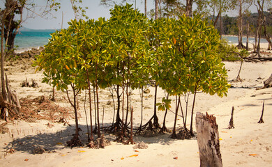 Mangrove forest at low tide, Andaman and Nicobar islands, India