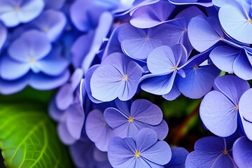 Close-up of lovely hydrangea blossoms