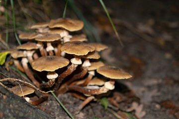 mushrooms in the forest