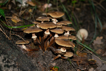 mushrooms in the forest