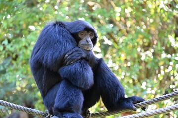 A wild black siamang looking