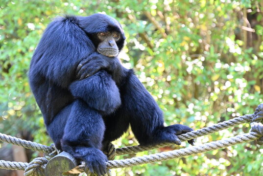 a wild black siamang looking the environment
