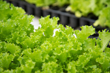 lettuce in a garden - 541252232