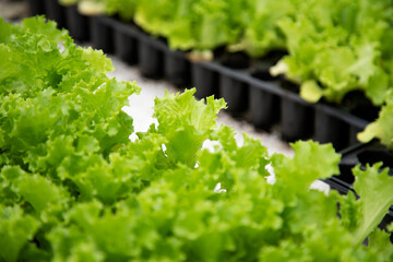 lettuce in a garden - 541252233