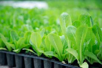 spinach in the garden - 541252441