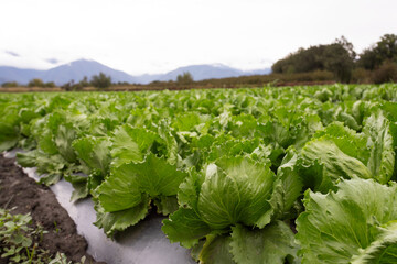 field of cabbage - 541252689
