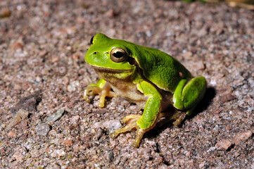Sardinian tree frog, Tyrrhenian tree frog // Tyrrhenischer Laubfrosch (Hyla sarda) - Sardinia, Italy