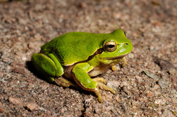 Sardinian tree frog, Tyrrhenian tree frog // 
Tyrrhenischer Laubfrosch (Hyla sarda) - Sardinia,...