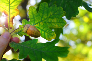 Acorns in the hand, oak leaves and sunlight. Autumn mood