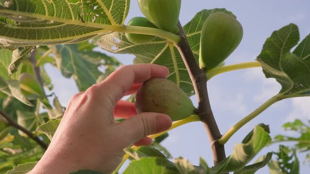 Hand of farmer plucks ripe fig fruit from fig tree close-up.