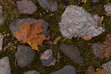 yellow maple leaves on large stones
