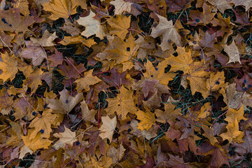 background of yellow autumn maple leaves
