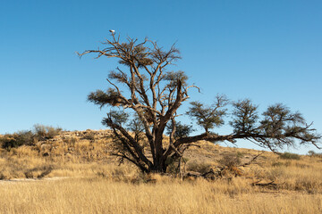 Désert du Kalahari, Afrique du Sud