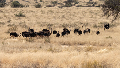 Autruche d'Afrique, .Struthio camelus, Common Ostrich, Désert du Kalahari, Afrique du Sud