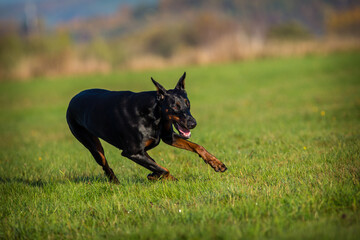 Doberman on the meadow running