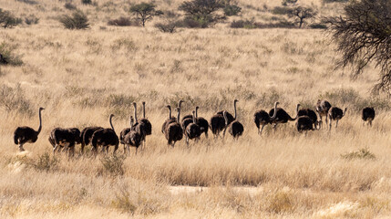 Autruche d'Afrique, .Struthio camelus, Common Ostrich, Désert du Kalahari, Afrique du Sud