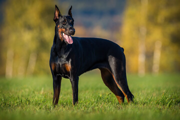 Doberman portrait on the meadow
