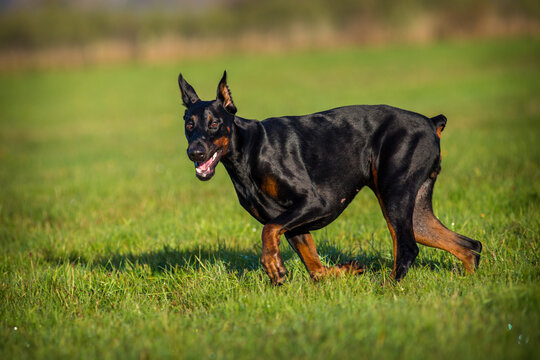 Doberman On The Meadow Running