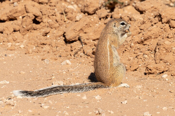 Ecureuil de terre du Cap, Xerus inauris, Désert du Kalahari, Afrique du Sud