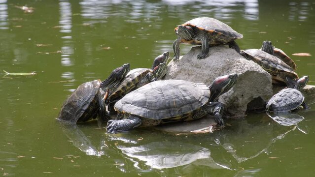 Turtles in pond are sitting on stone.