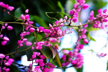 pink flowers on a branch